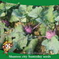 Suntoday netural purple vegetable F1 cultivo de agricultural Organic kolhrabi comprar semillas de herloom (A44001)